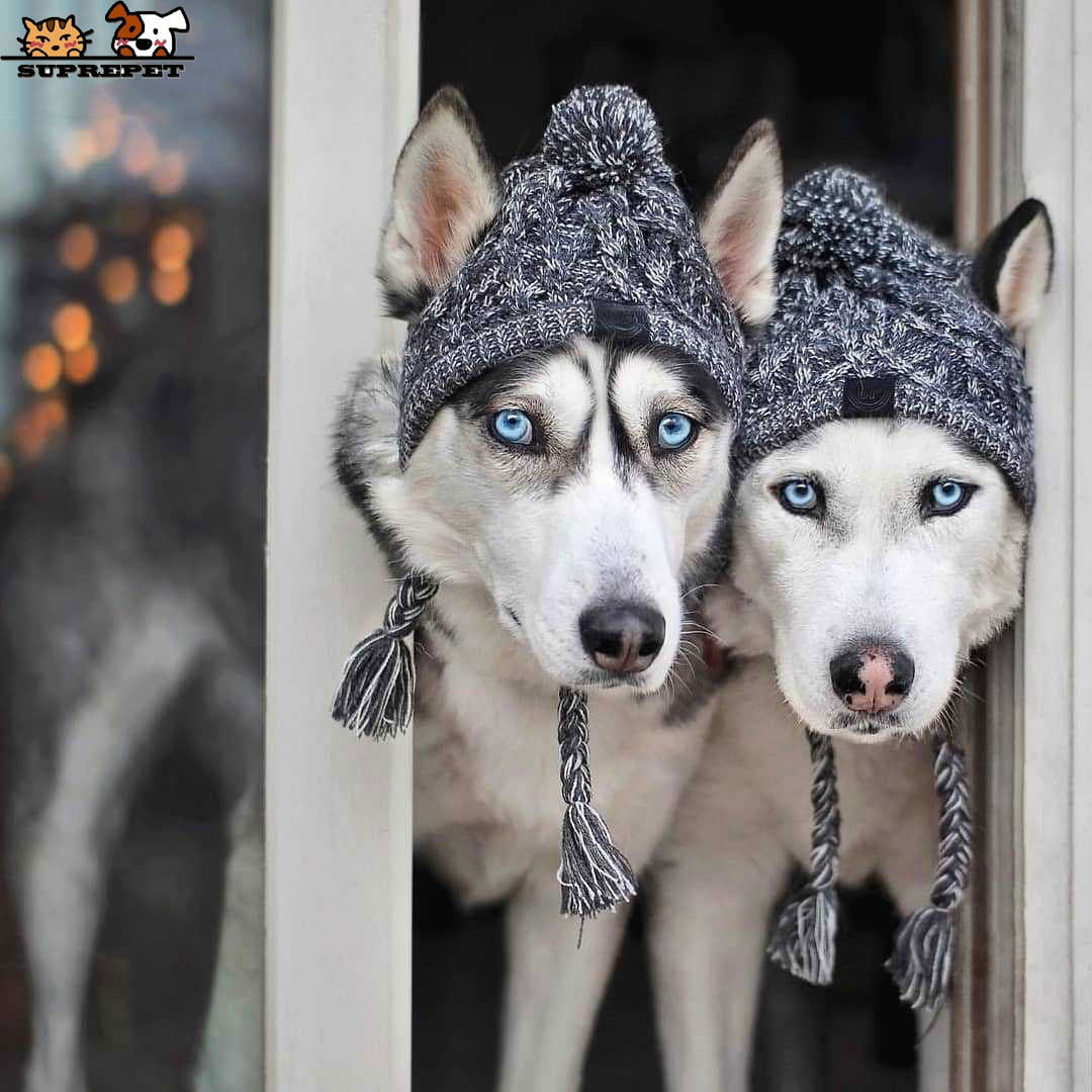 PoochPom - Polar Dog Pom Pom Hat - Laven Club